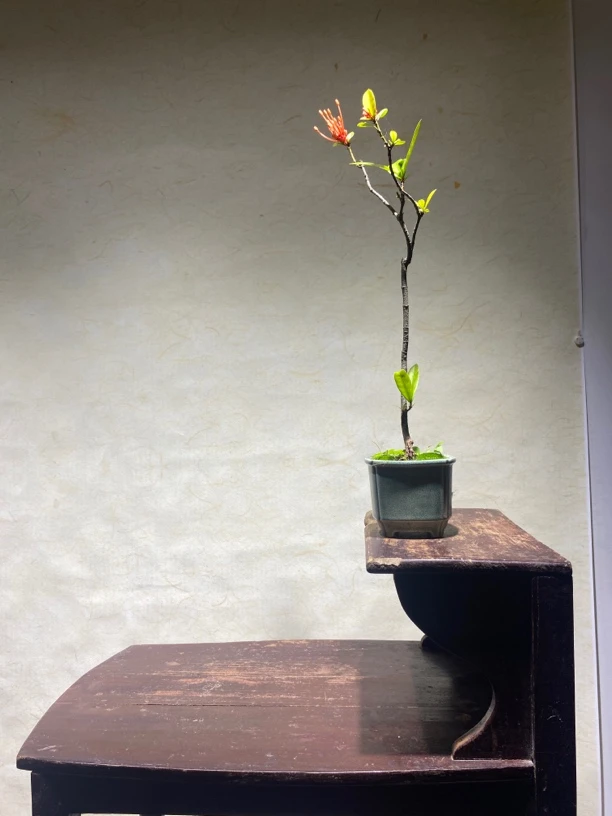 精品海岛龙船花盆景植物盆栽花卉四季常青可室内外摆放