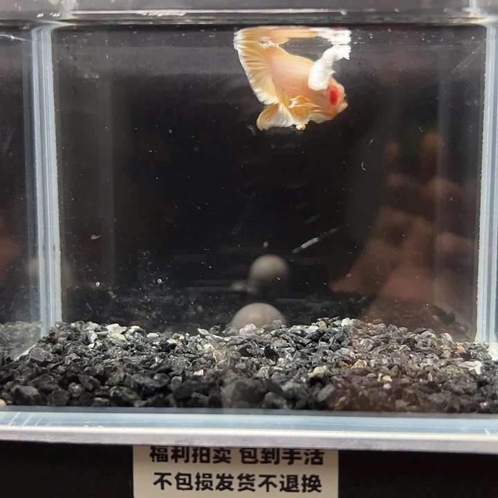 斗鱼竞拍跑单拉黑11日94