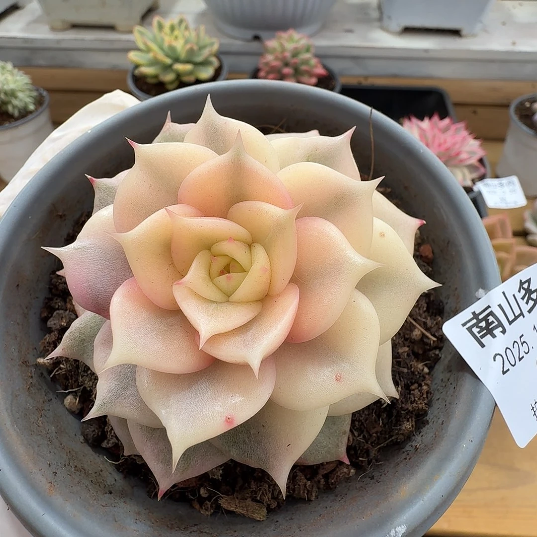 贝加尔湖锦111225-37