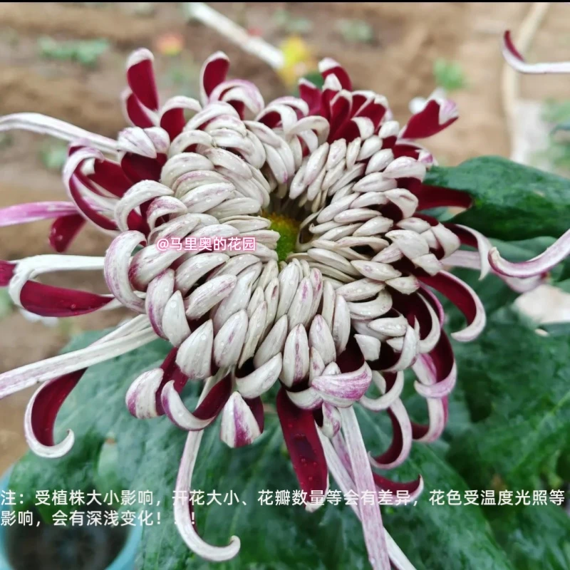 【灰鸽】传统大菊盆栽九月菊 室外庭院阳台新手多年生草本花卉