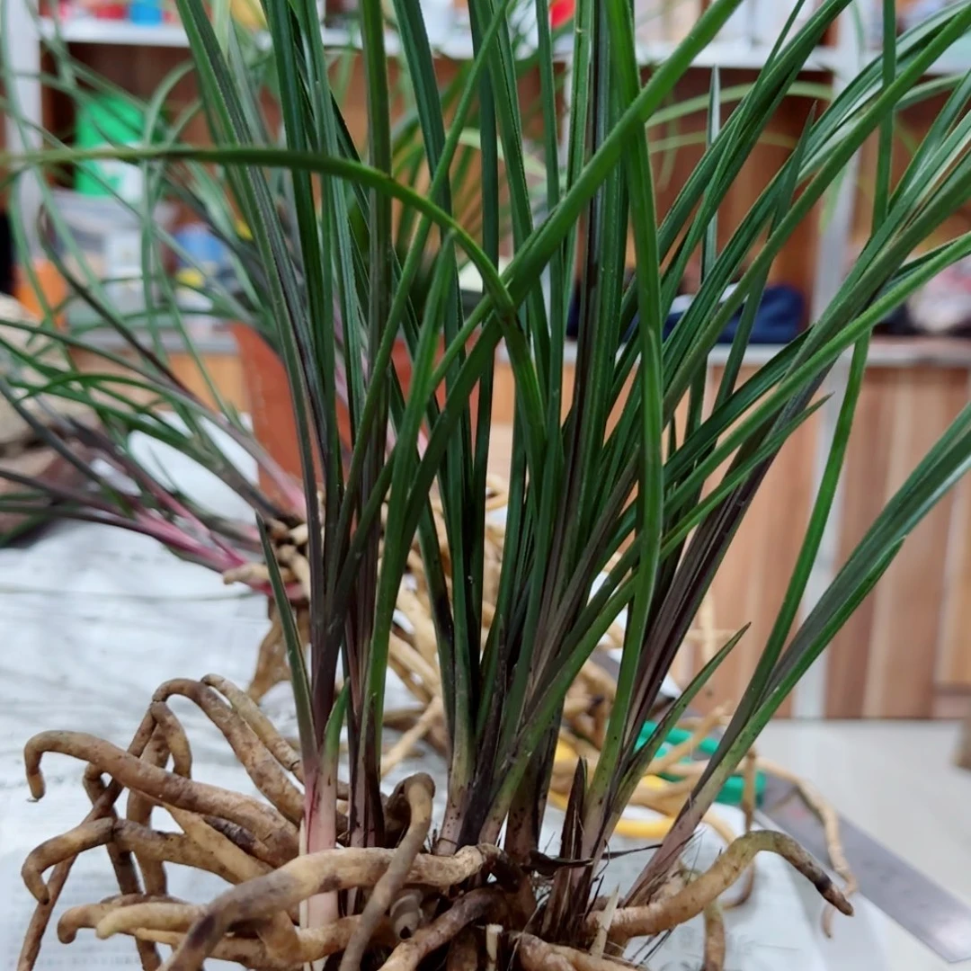 顺***馆当前无花栽培后可以开花