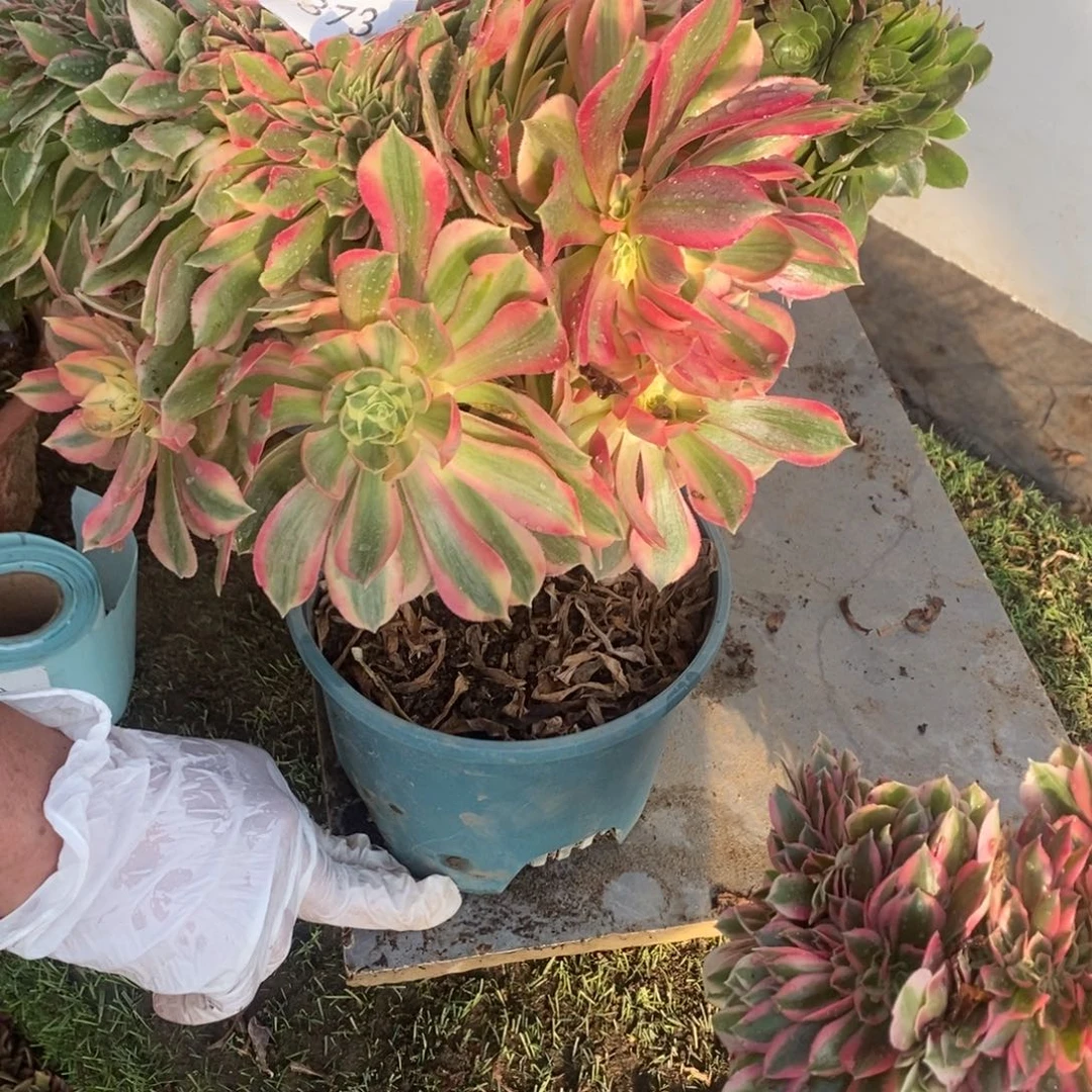 阿****万圣节➕女神多肉10373号