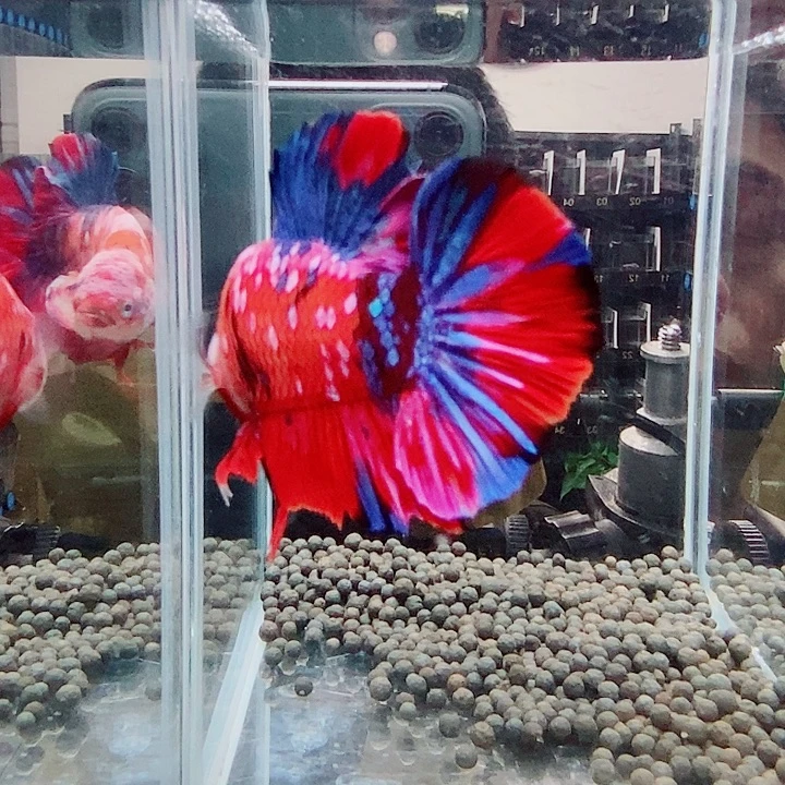 斗鱼黑223号巨否将军