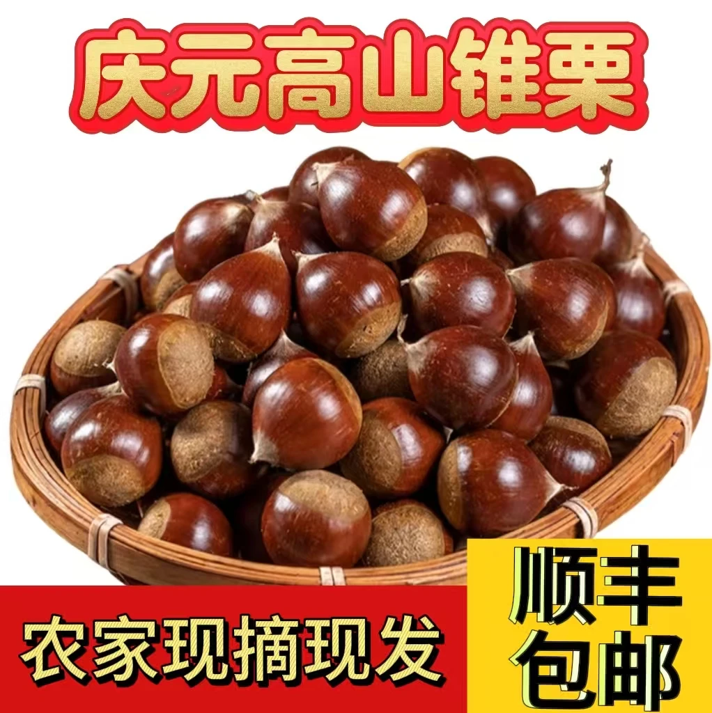 庆元高山锥栗新鲜发货现摘现发处高山处暑红锥栗农家种植圆板