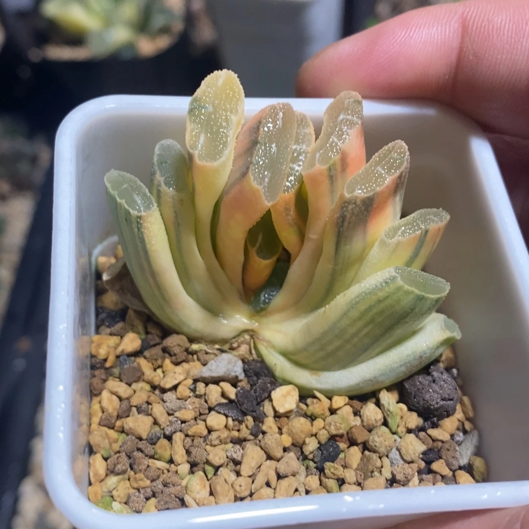 一颗实生玉扇锦 开播福利