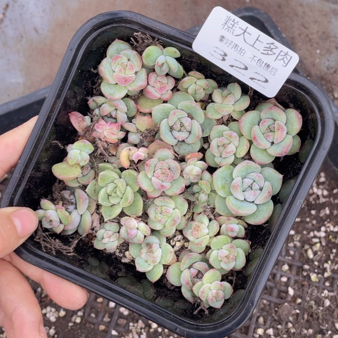 糕大上多肉植物322