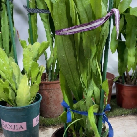 完全开放用****6昙花，538