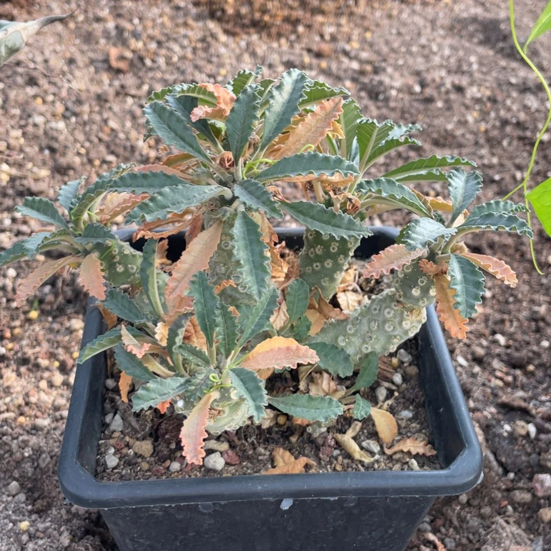 无花朵霍伍德琉桑