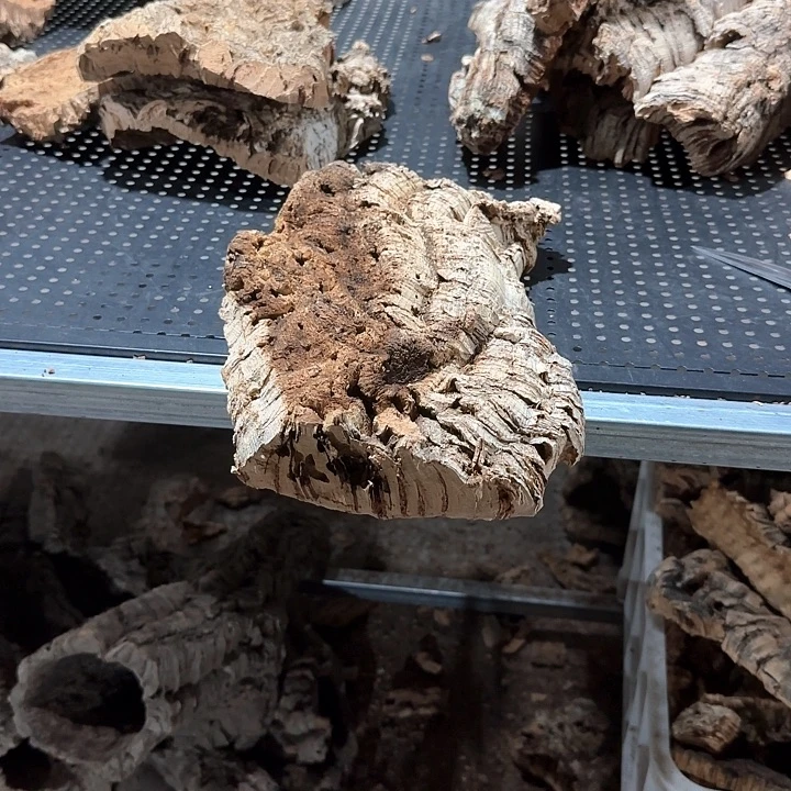 伊***人完全开放一物一柏一物一发