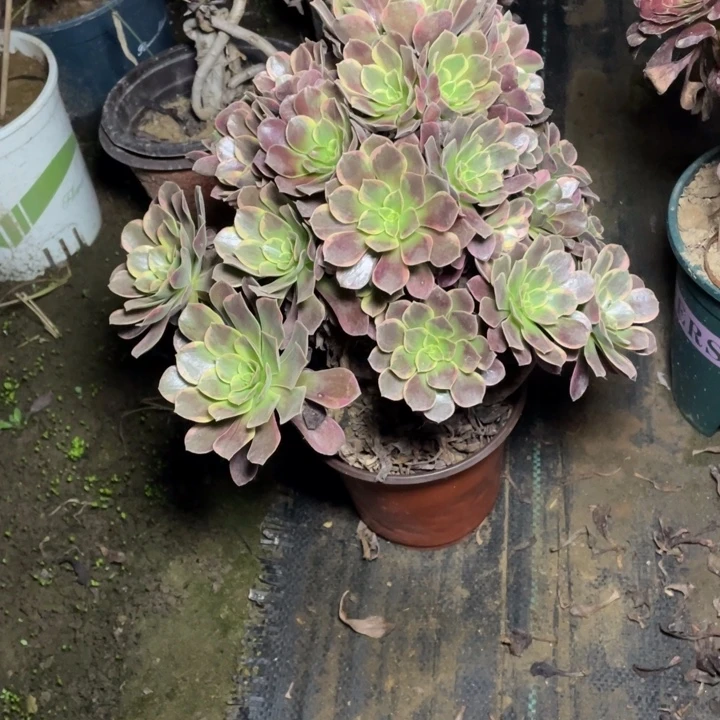 20金丝雀多肉多肉植物