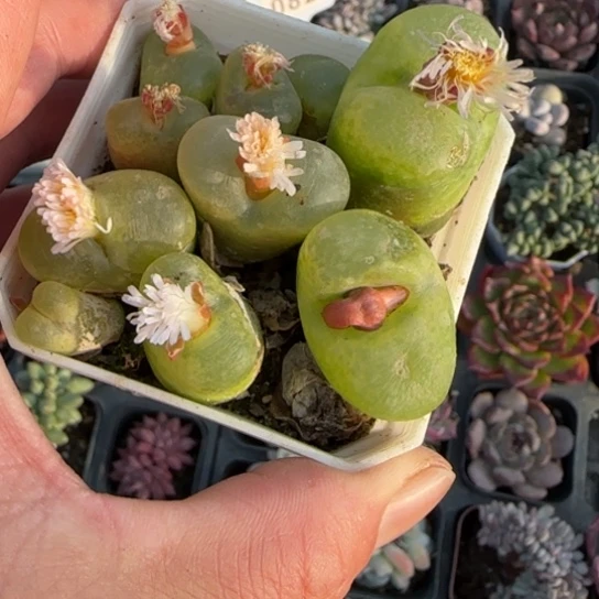 269毛汗尼多肉植物多