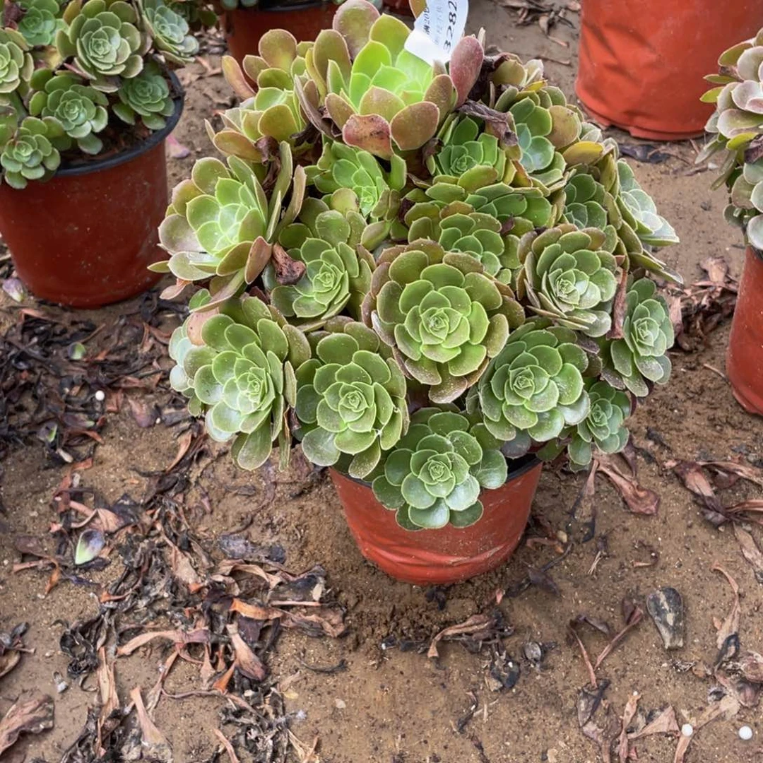 3282荷兰玫瑰法师多肉断枝不包