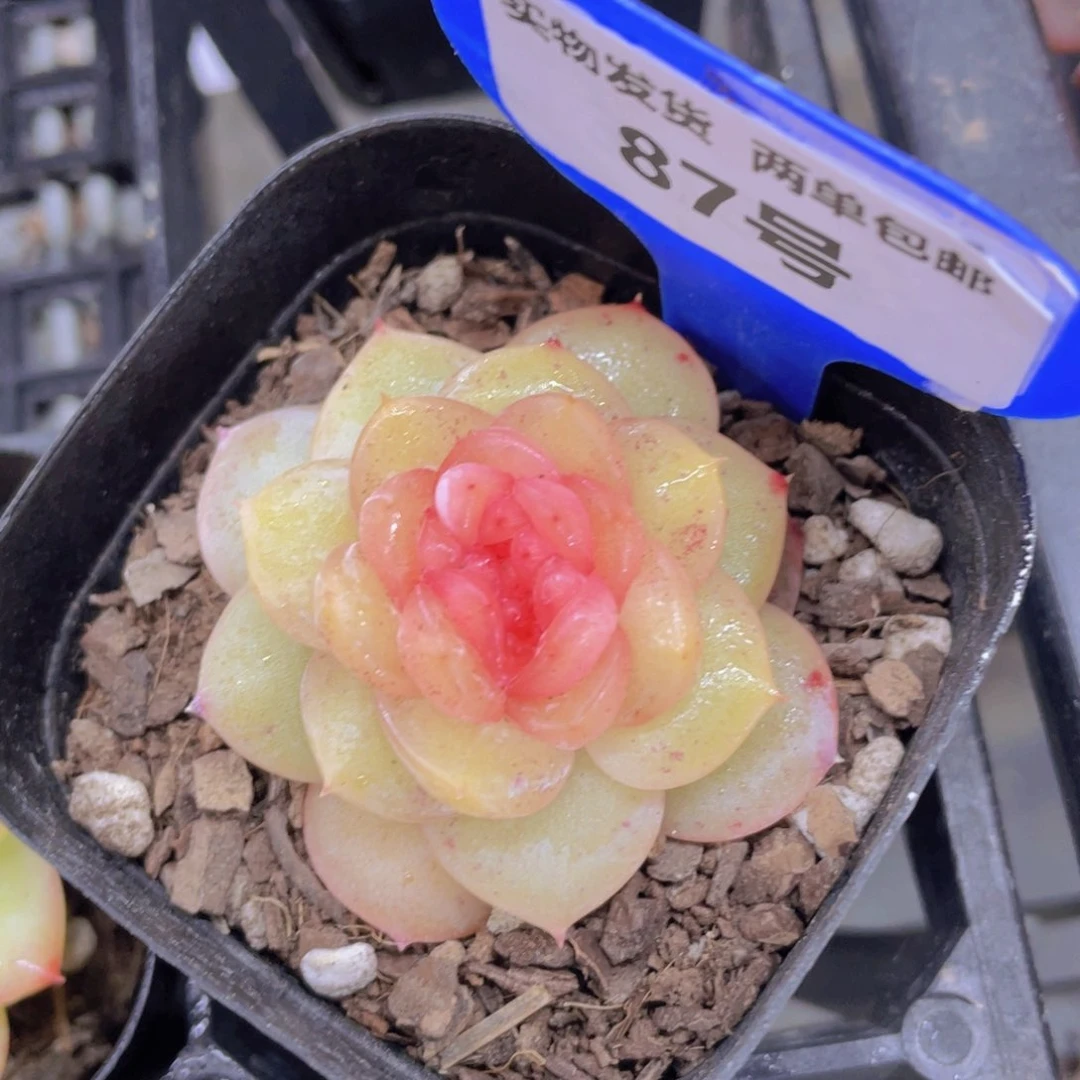 87号冰透糖心小缀