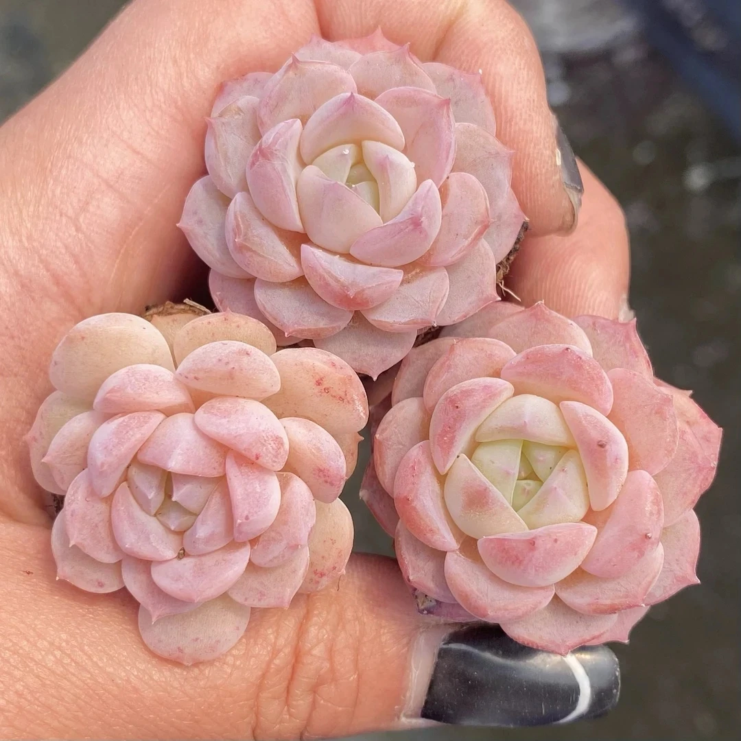 【满9.9包邮】冰糖水晶3棵3-4㎝多肉植物以直播间展示为主