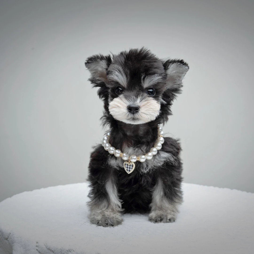 【瓜瓜乐】活体狗狗