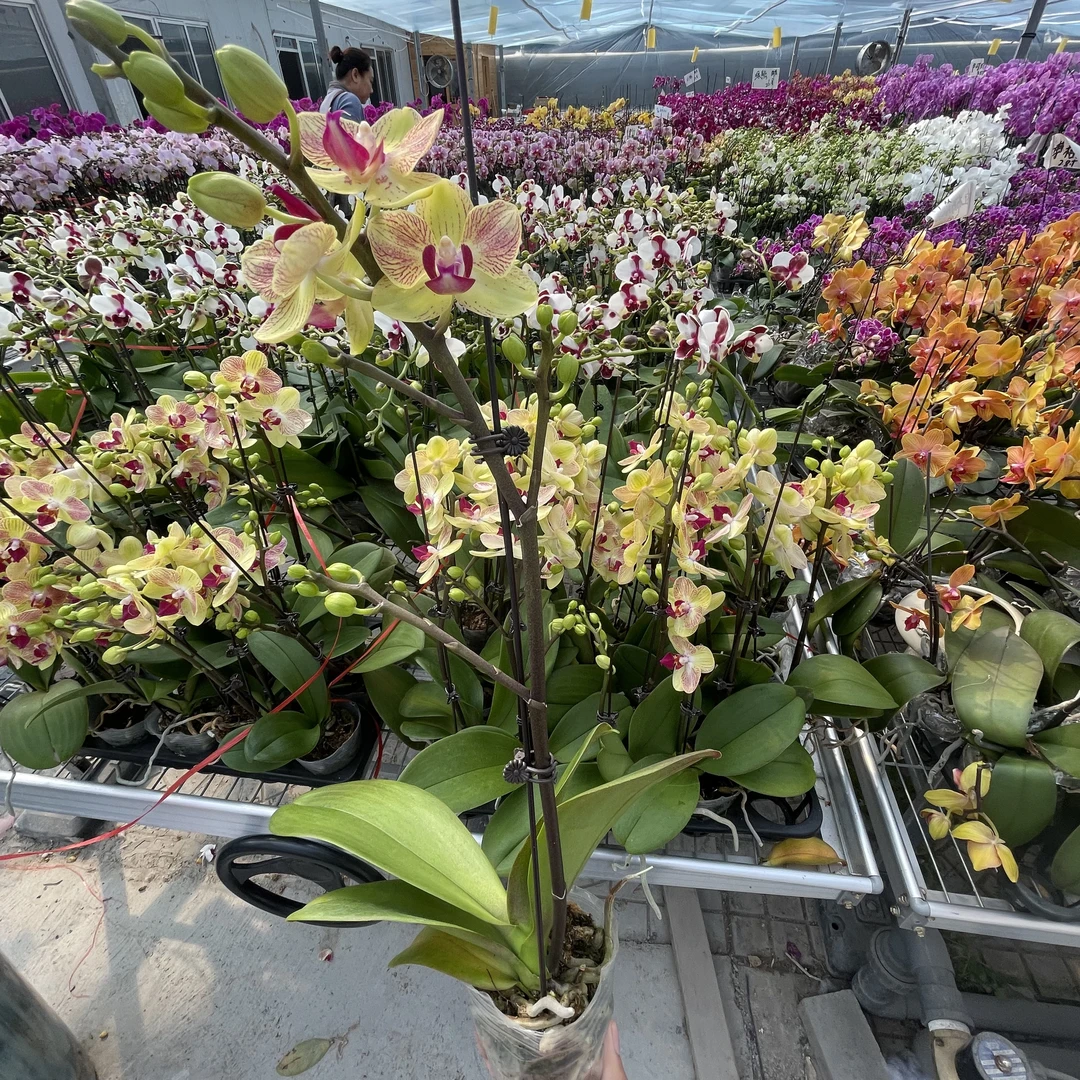 【安祖原杯】（三色鸟）3.0寸杯单剑蝴蝶兰花卉室内阳台桌面盆栽