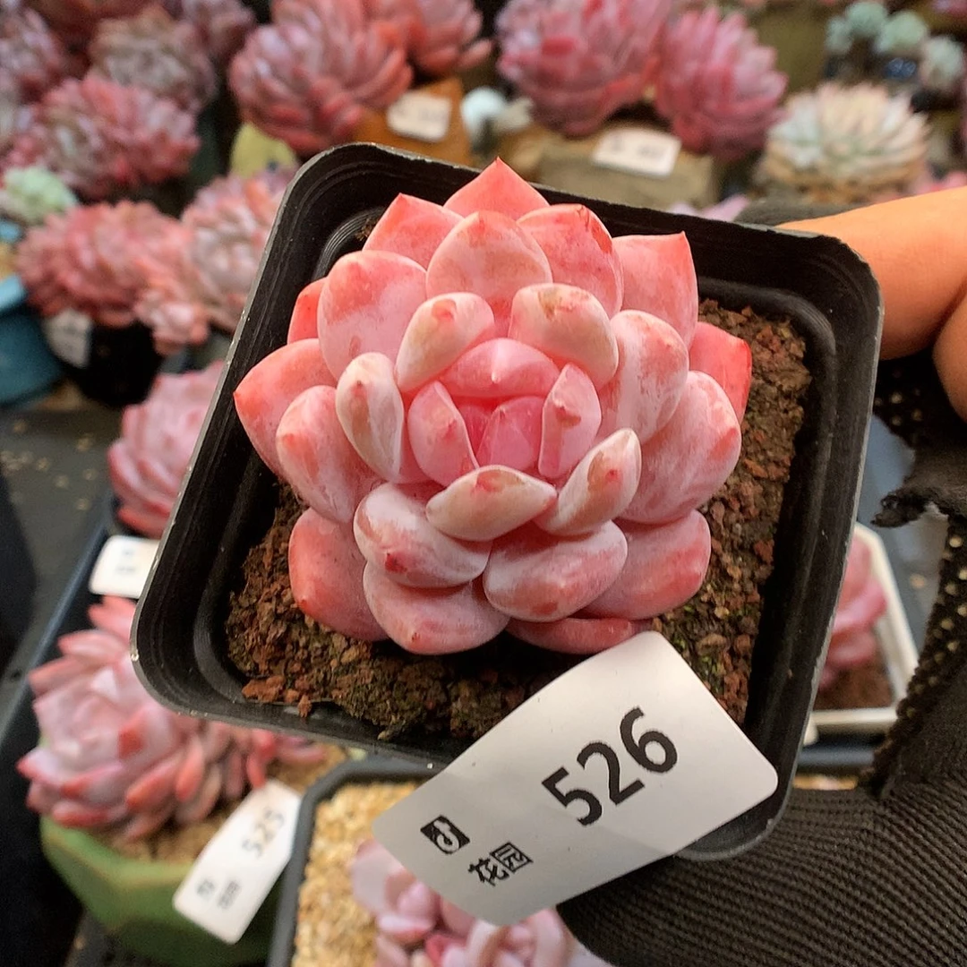 526日本雪天使多肉植物