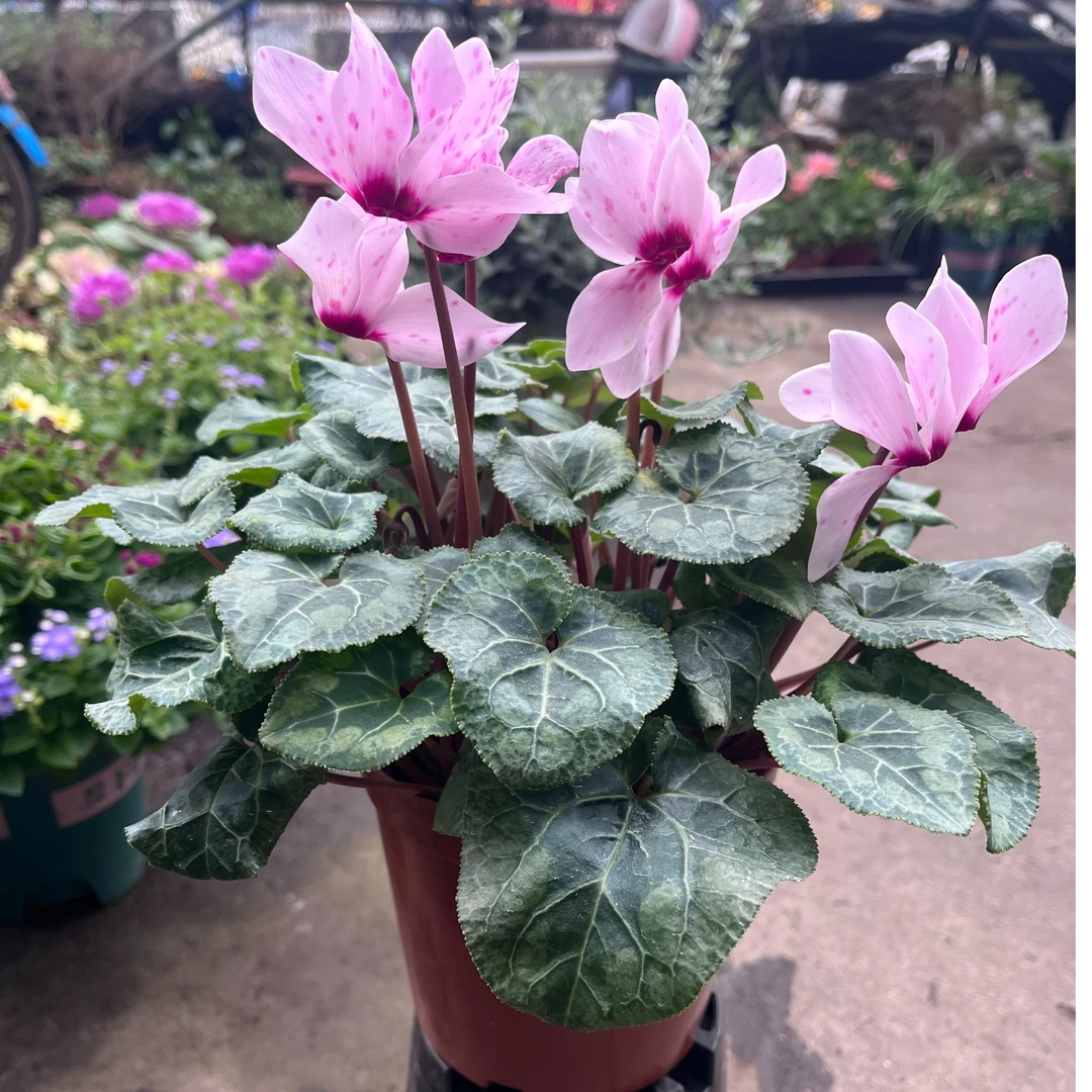 大花仙客来兔子花阳台盆栽室内四季花卉迎客来观花植物