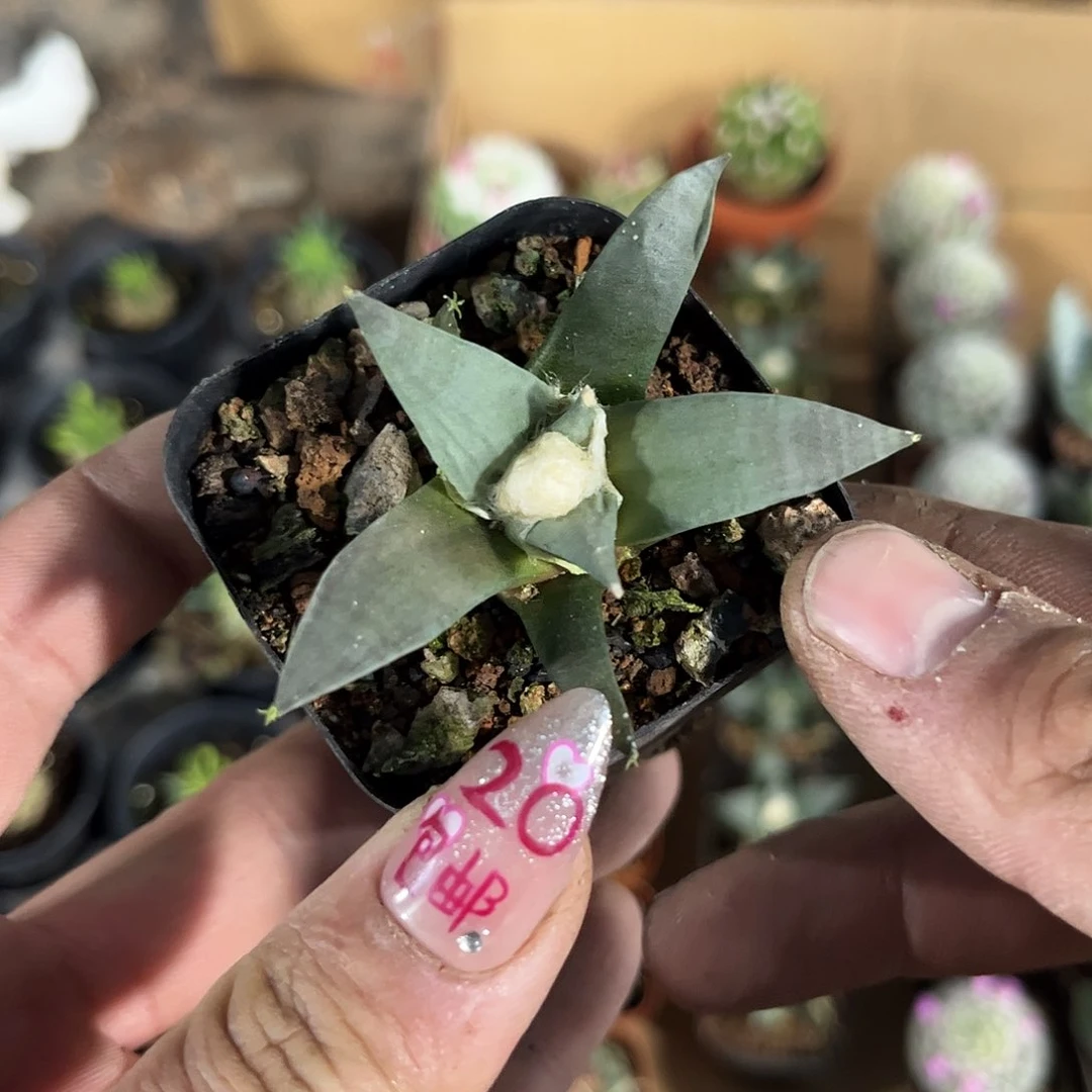 单头实生岩牡丹单头发货有根