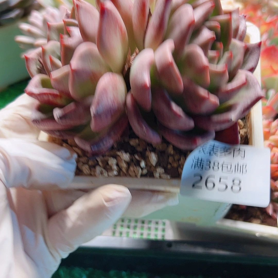 多肉一物一拍植物2658