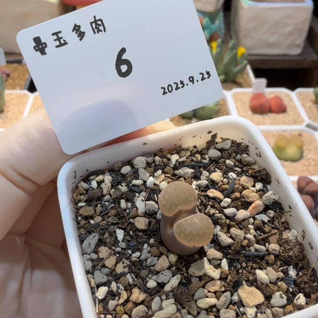 滴***嘭多肉多肉多肉9.25-006