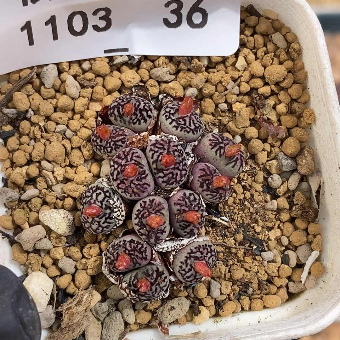 肉**手103-36-超墨福利。