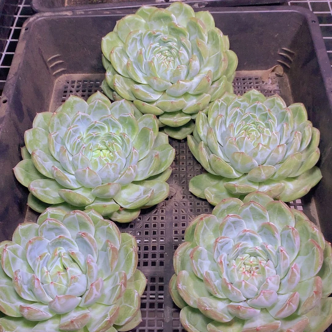 大单头雪花珍妮34578899000