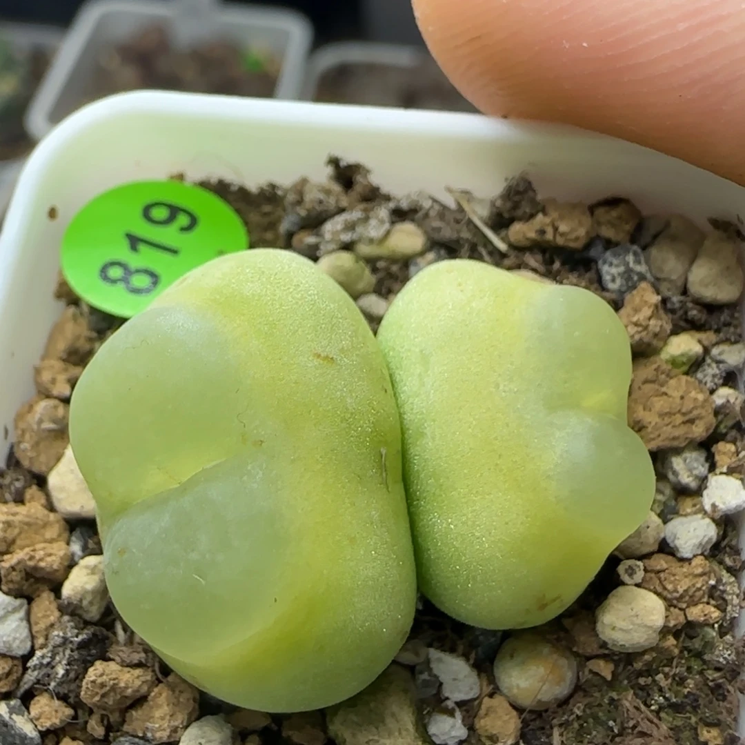 嘟嘟爱心拉登双头1.7/2多肉819