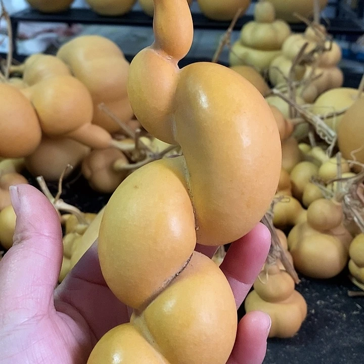 狼*腾葫芦的颜色是蓝色的