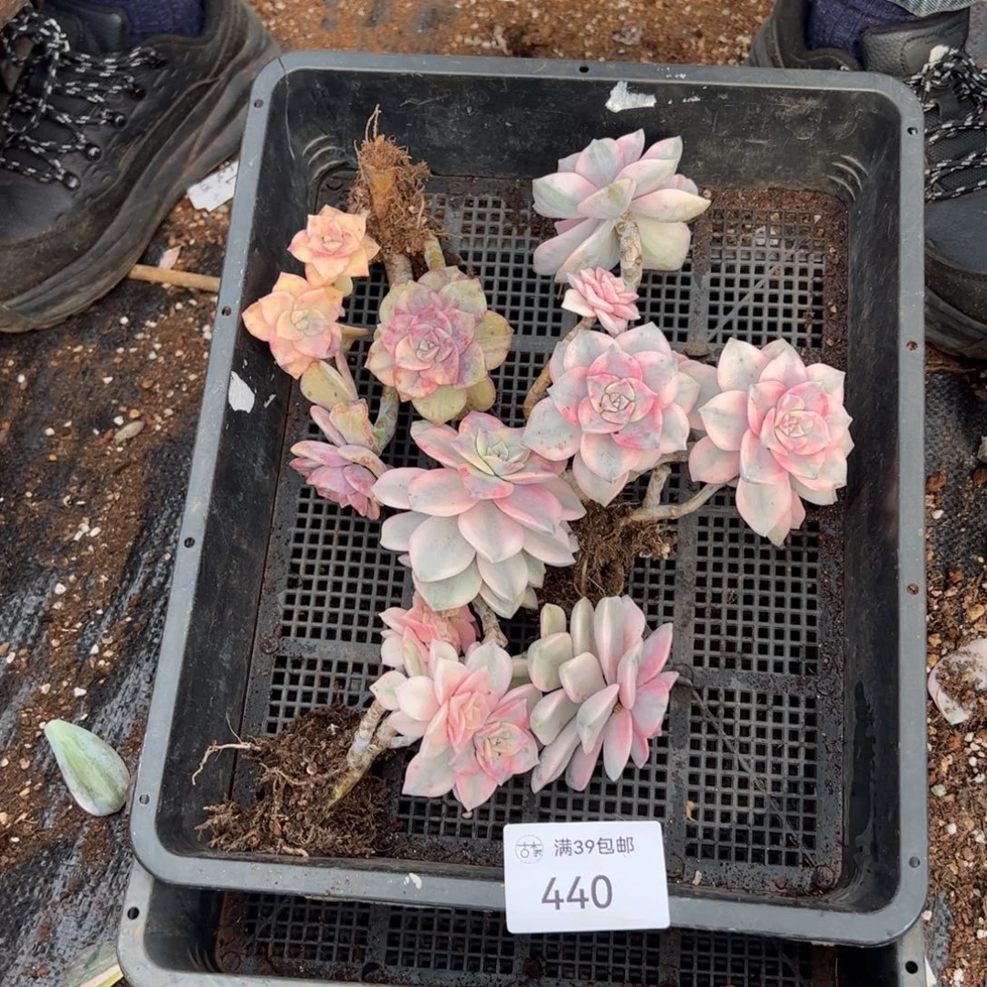 440紫乐锦老桩多肉