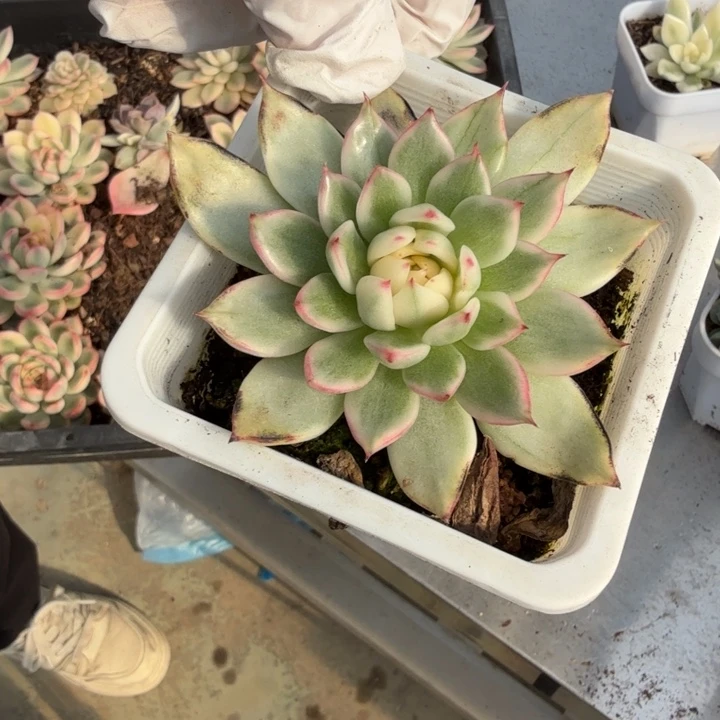 落雁东云锦多肉植物