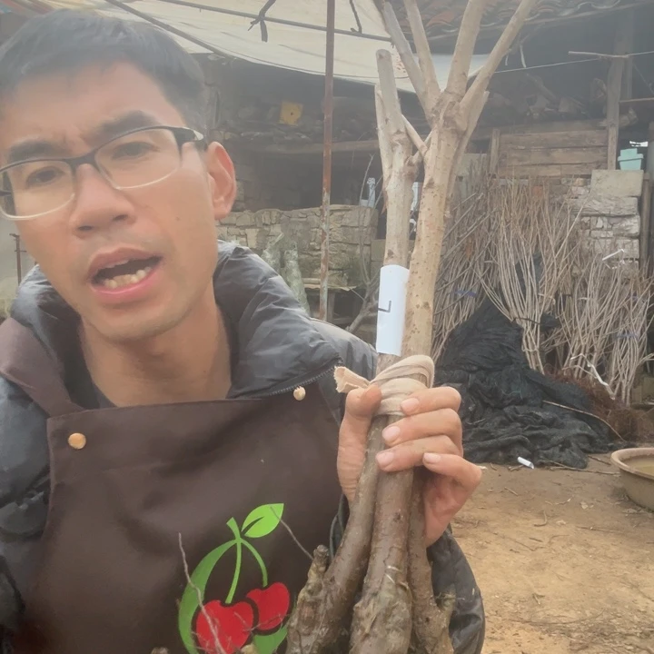 当前无花栽培后可以开花7