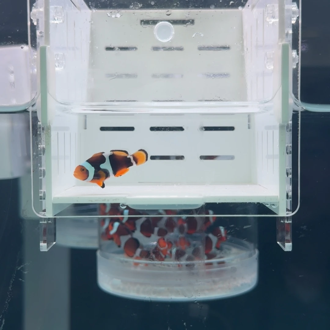 海水鱼黑背心一条