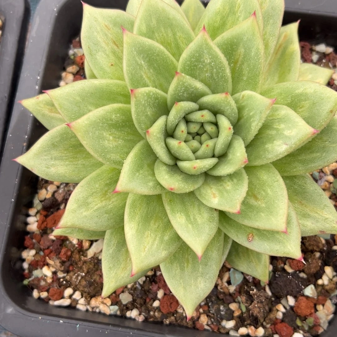 多肉植物一物一拍029