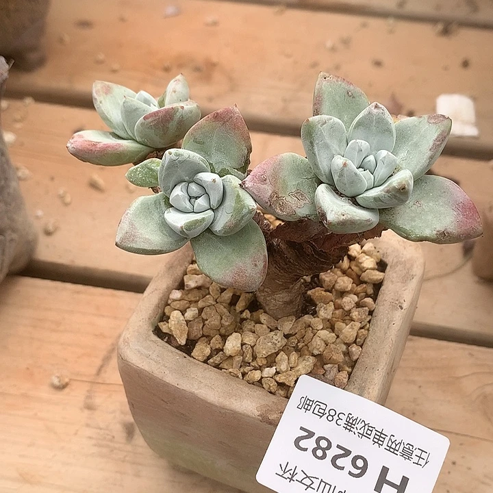 6282苹果叶仙女杯多肉