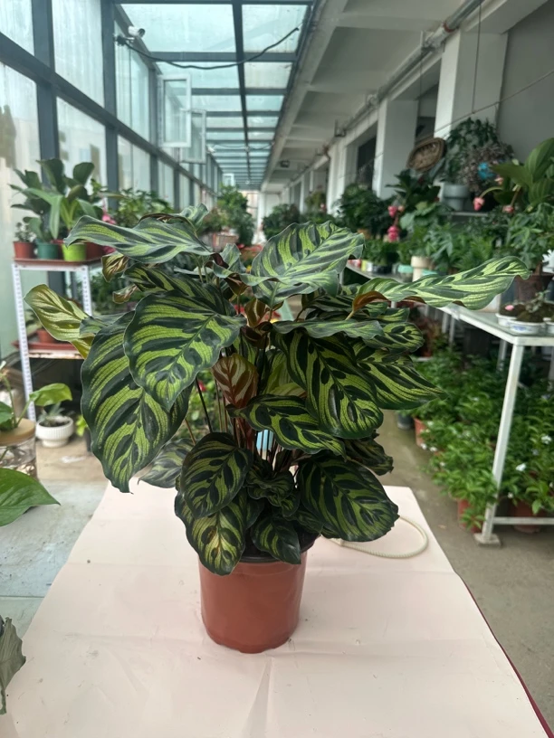 ［新疆包邮］孔雀竹芋室内办公室盆栽四季常青净化空气好养活