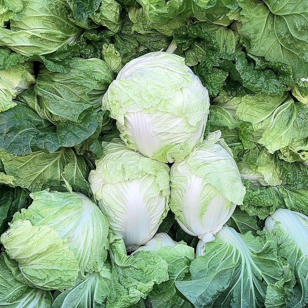 新鲜奶香小白菜农家自种