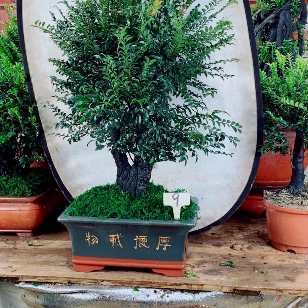 用***7完全开放小叶紫檀盆景9