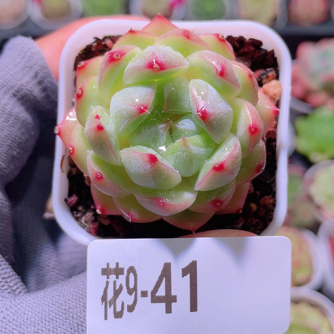 花利美 9-41新品