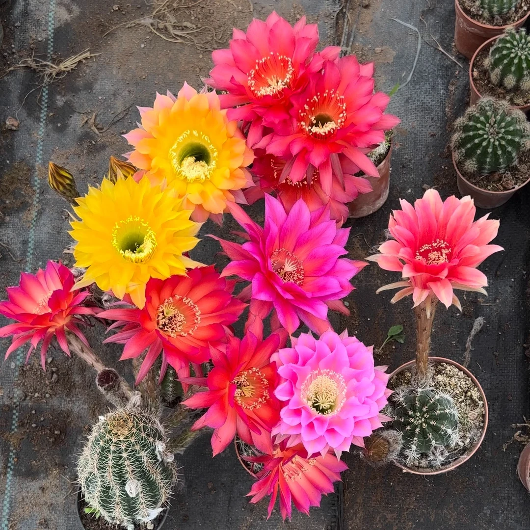 大花彩草开花仙人球仙人掌多肉植物室内外阳台花卉绿植防辐射盆栽