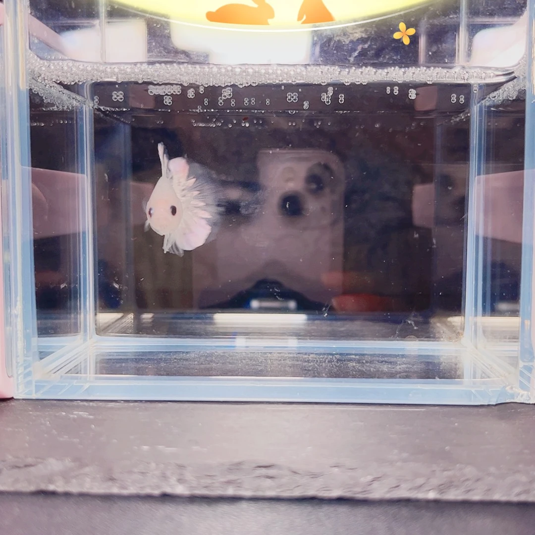 海水鱼宙斯斗鱼竞拍09-24