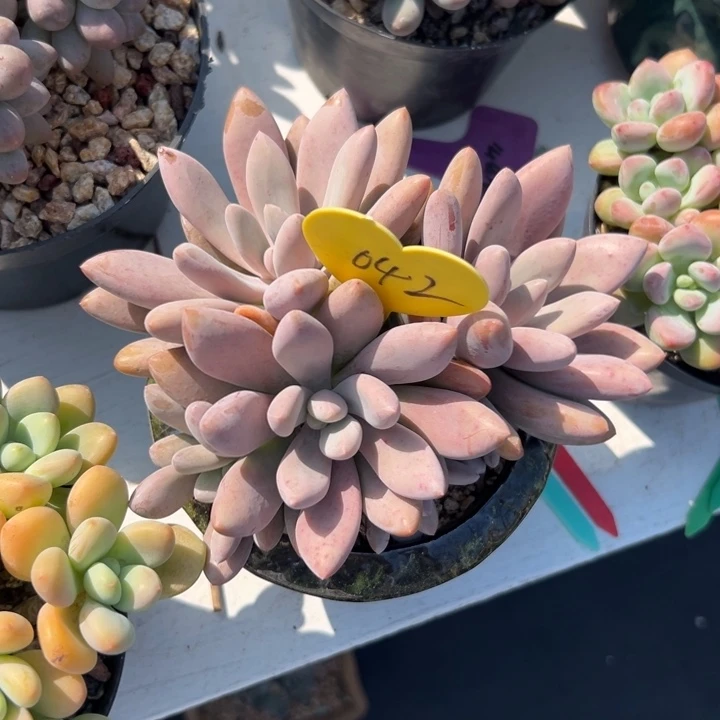 君***兰多肉植物一物一拍