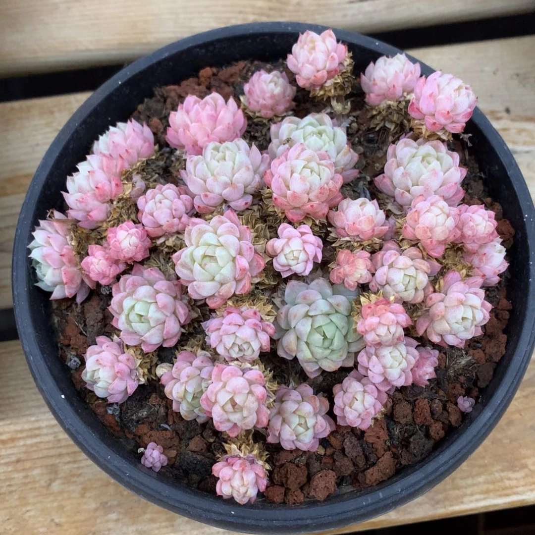 羊脂球冠幅12cm脱土易散带土球