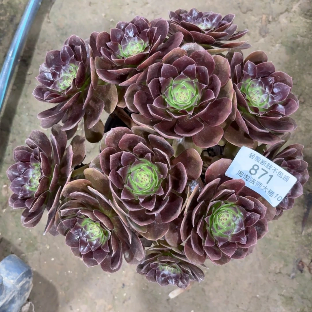 871黑魔多肉植物法师