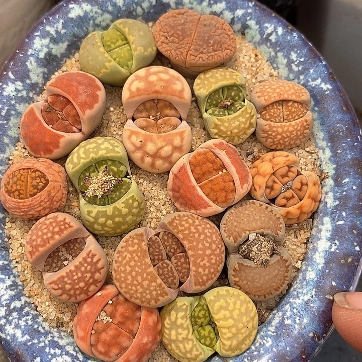 生石花一组五颗