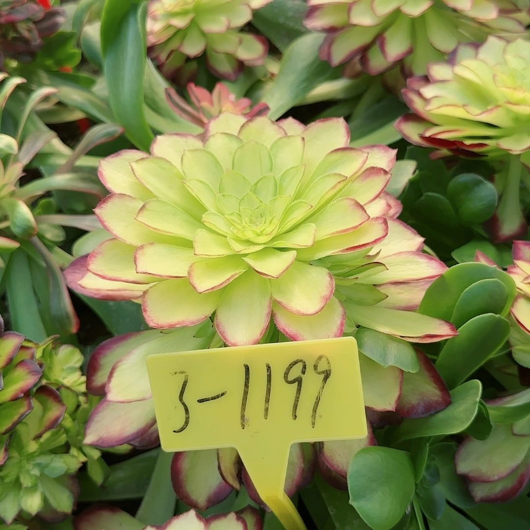 3-1199--赤焰多头多肉