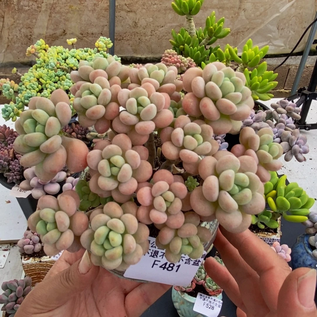 481洛可可12cm多肉