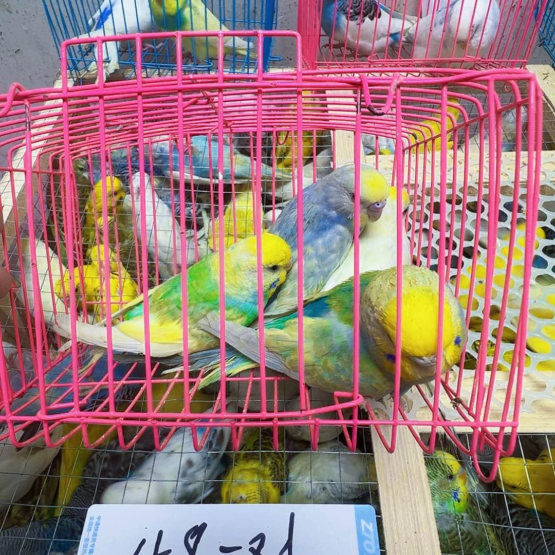 做***己虎皮鹦鹉金彩两只