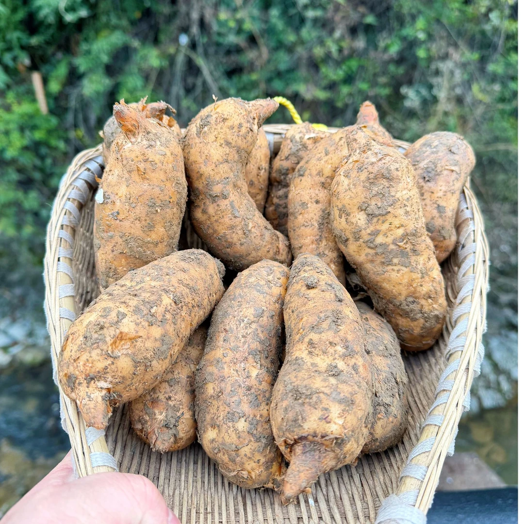 高山新鲜天麻炖汤 美味营养 2斤4斤