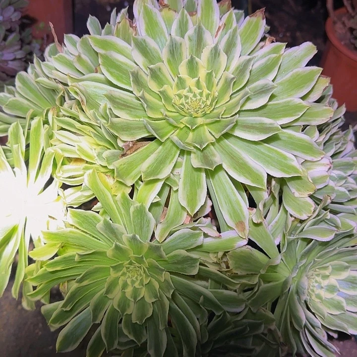 精品碧浪老桩亏本福利